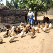 Cyclone IDAI small livestock restocking programme yields positive results